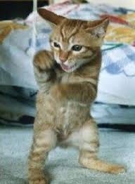 Wanna Fight Cat Having Kittens Cat Lovers Happy Cat