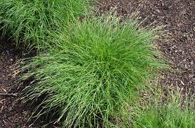 Image result for Carex sp.no.1