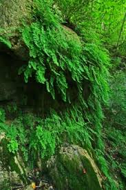 Image result for Adiantum capillus-veneris