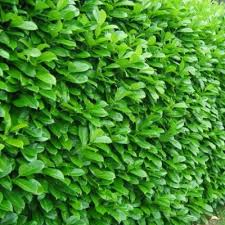 Laurier amande comment le planter. Laurier Palme Laurier Du Caucase Laurier Cerise Vente En Ligne De Plants De Laurier Palme Laurier Du Caucase Laurier Cerise Pas Cher Leaderplant