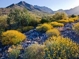 Above is the usda arizona map for planting and growing zones. Arizona Usda And Sunset Hardiness Zones