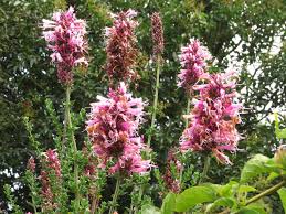 Image result for Syncolostemon