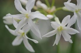 Image result for Tulbaghia cameronii