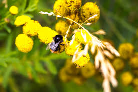I've held bees many times and i was ok. Download Free Photo Of Bumblebee Baby Bee Small Cute From Needpix Com