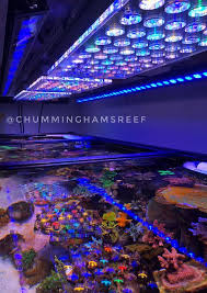 Best Led Lights For Reef Tank 2018 2019 Review Orphek