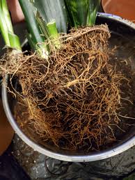 In fact, the only mistake you could make in snake plant care is overwatering, as the plant can easily suffer from root rot. Help I Think My Snake Plant Has Root Rot Houseplants