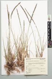 Image result for Sporobolus africanus