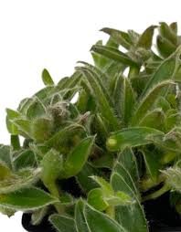 Image result for Cyanotis