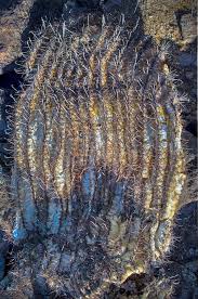 Pythium rot symptoms pythium rot in barrel cactus will also produce brown lesions on the roots. A Series Of Photos Of Dead Desert Plants