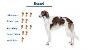 A borzoi is a breed of dog and one possible corporeal form of the patronus charm. Borzoi Dog Breed Everything You Need To Know At A Glance
