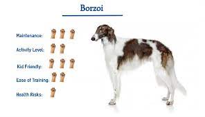 Specialty best of breed, specialty best opposite, specialty best of winners, best puppy in specialty. Borzoi Dog Breed Everything You Need To Know At A Glance