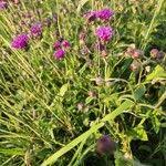 Image result for Erlangea