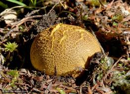 Image result for Scleroderma sp.