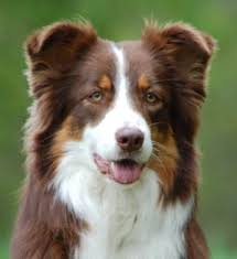 Pretty Dog Aussie Shepherd Cute Dog Pictures Cute Dogs