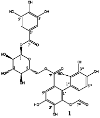 Image result for Phyllanthus muellerianus