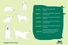What's the best age to get labrador puppies? Lab Growth Chart Ideal Weight Milestones From Birth 2yrs