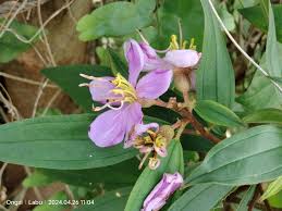 Image result for Melastomastrum