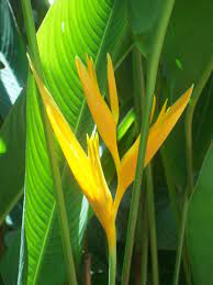 Yellow Heliconia Tropical Islands Paradise Tropical Landscaping Tropical Flowers