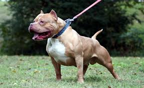 Pit bulls are by far the most dangerous breed. Is The Dangerous Dogs Act Actually Effective Or Not Dogaholic