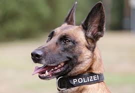 Polis Kopekleri Resimleri Malinois Kopek Belcika Malinois