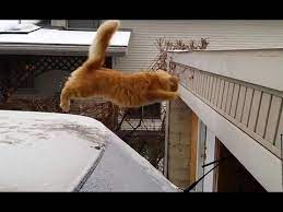 Funny Cat Jump Fail 2015 Positive Life Magazine Funny Cat Fails Cat Fails Cat Jump Fail