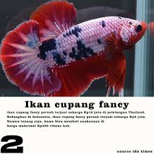 Dan yang terakhir adalah jenis ikan cupang fancy cooper, seperti terlihat digambar kalau fancy cooper hampir mirip. Gudangcupang Home Facebook