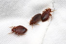 bed bug control