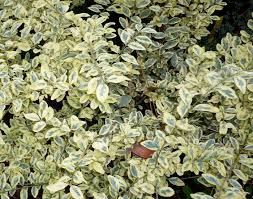Image result for Ligustrum sinense