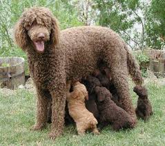 Anne Ile Yavru Kopekler Evcil Hayvanlar Poodle Hayvan