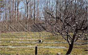 We have listed some of our best north carolina fruit trees for sale below. He Keeps Ancient Apples Fresh And Crisp The New York Times