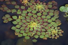 This does vary from plant to plant. 15 Best Water Plants For Indoors And Backyard Ponds