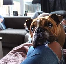 Meaning that brindle is considered a marking not a color. English Bulldog Colors Baggy Bulldogs