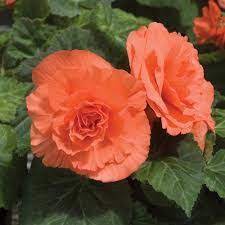 Begonia Tuberhybrida Tuberous Begonia Season Spring Time Uses Landscape Plant Potted Plant Fun Fact Begonias Have A Flower Seeds Tuberous Begonia Flowers