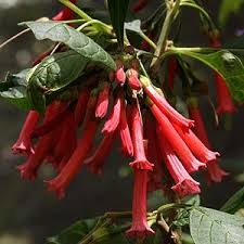Iochroma cyaneum perennial, perennial plants, free perennial plant video, low perennial plant price. Iochroma Nurseries Online
