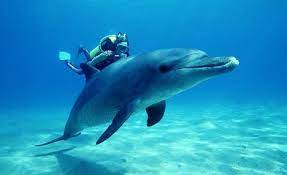 Why Dolphins Don T Like To Swim With Humans Dolphins Scary Animals Zanzibar