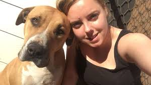 3rd November 2019, Rusty escaped the yard during a thunderstorm and hasn't  been found since. I often wonder where he would have ended up. Rusty is  desexed, American x and I loved