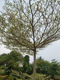 Image result for Terminalia mantaly