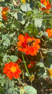 Image result for Tithonia