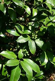 四季の山野草 ヒメアオキ