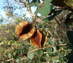 Image result for Combretum hereroense