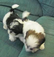These fluffy shih tzu puppies are a good fit for families, gets along with other pets, and are affectionate. Shih Tzu Puppies Ckc For Sale In Jacksonville Florida Classified Americanlisted Com