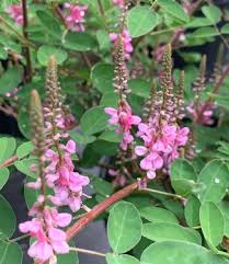 Image result for Indigofera emarginella