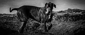 The Hound of the Baskervilles Photo Shoot