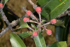 Image result for Symphonia globulifera