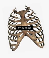 Rib cage png collections download alot of images for rib cage download free with high quality for designers. Rib Cage Transparent Clipart Png Download Rib Cage Png Png Download Kindpng