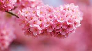Desktop Hintergrund Hd Blume Blumen Hd Wallpaper In Voller Grosse 1920x1080 Wallpapertip Mit diesen tollen hintergrundbildern holst du dir die schönsten wintermomente direkt auf deinen desktop. desktop hintergrund hd blume blumen