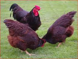 We did not find results for: Rhode Island Red Chicken Rs 450 Piece S K I Poultry Poultry Farm And Hatchery Id 20299759555