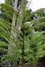 Image result for Ptisana