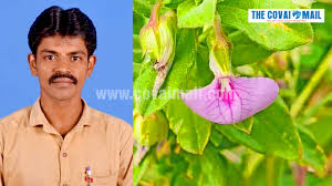 Image result for Afrohybanthus