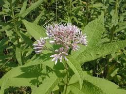Deadheading not only keeps plants looking nice after flowering but also discourages seedlings, which can be abundant. Sweet Joe Pye Weed Eutrochium Purpureum